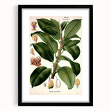 Vintage Botanical Illustration Art – Urostigma elasticum Wall Art