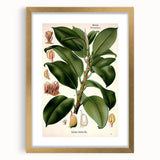 Vintage Botanical Illustration Art – Urostigma elasticum Wall Art