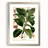 Vintage Botanical Illustration Art – Urostigma elasticum Wall Art