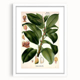 Vintage Botanical Illustration Art – Urostigma elasticum Wall Art