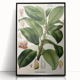 Vintage Botanical Illustration Art – Urostigma elasticum Wall Art
