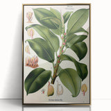 Vintage Botanical Illustration Art – Urostigma elasticum Wall Art