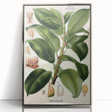 Vintage Botanical Illustration Art – Urostigma elasticum Wall Art