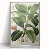 Vintage Botanical Illustration Art – Urostigma elasticum Wall Art