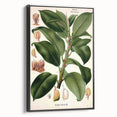 Vintage Botanical Illustration Art – Urostigma elasticum Wall Art