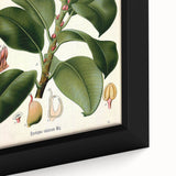 Vintage Botanical Illustration Art – Urostigma elasticum Wall Art