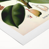 Vintage Botanical Illustration Art – Urostigma elasticum Wall Art