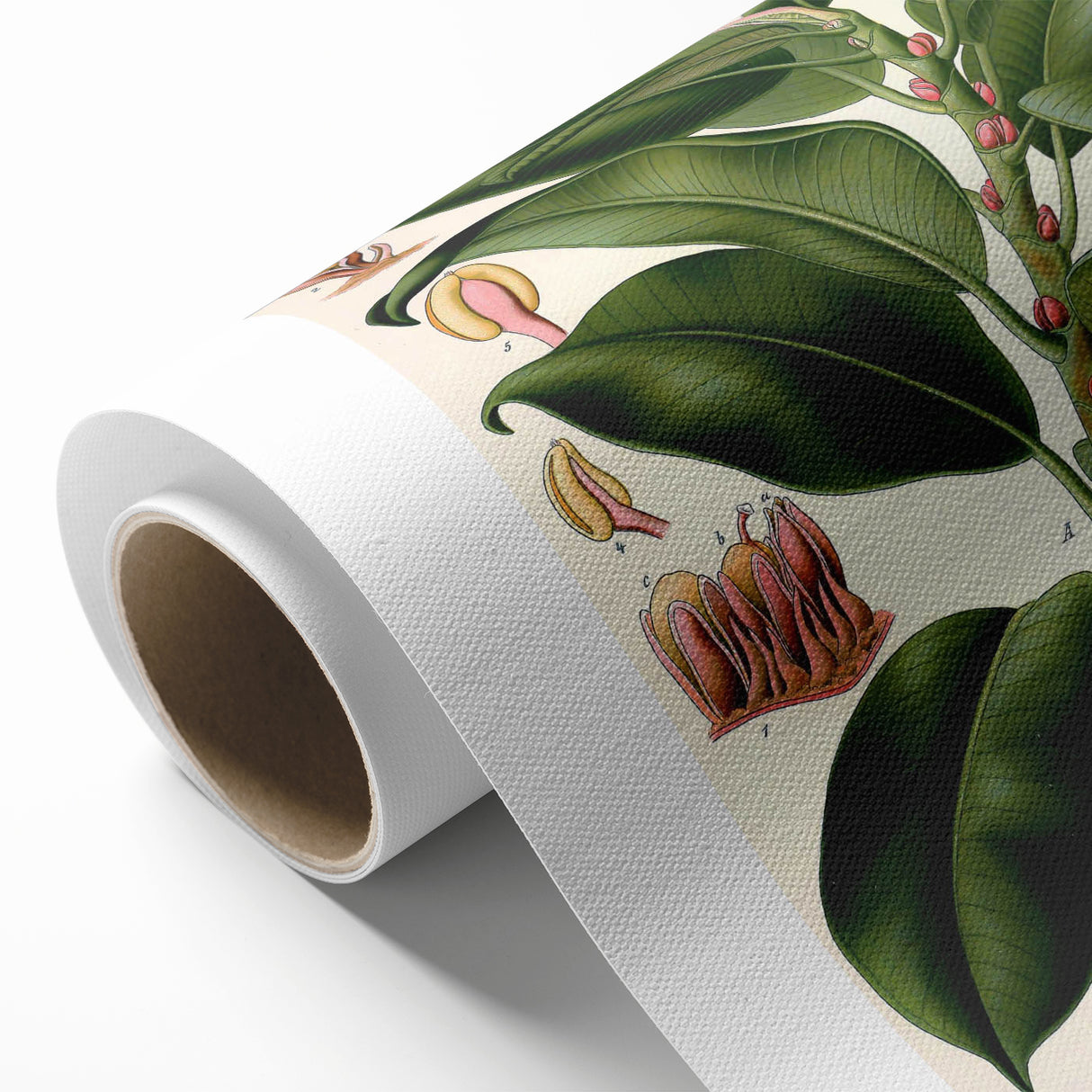 Vintage Botanical Illustration Art – Urostigma elasticum Wall Art