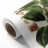 Vintage Botanical Illustration Art – Urostigma elasticum Wall Art