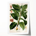 Vintage Botanical Illustration Art – Urostigma elasticum Wall Art