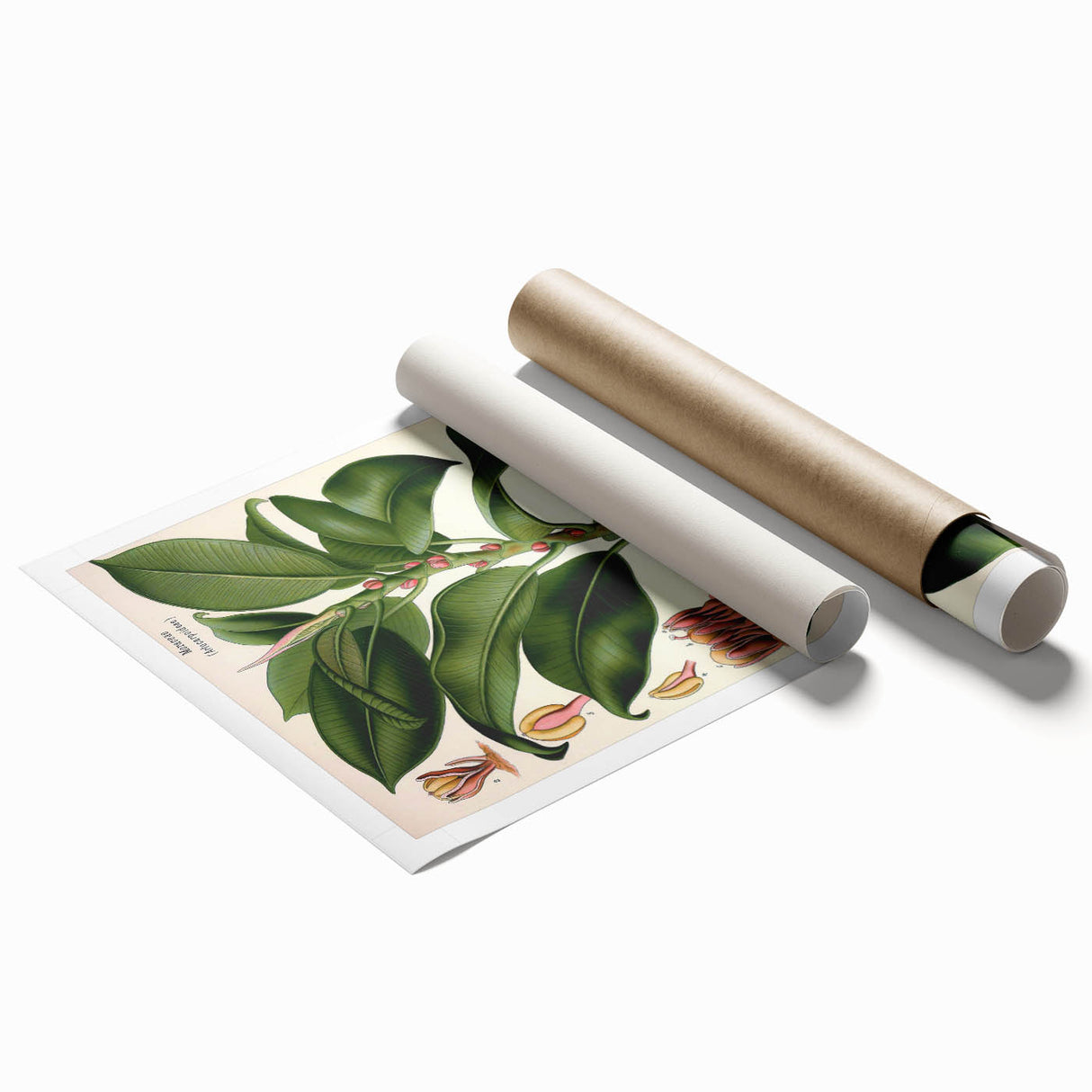 Vintage Botanical Illustration Art – Urostigma elasticum Wall Art