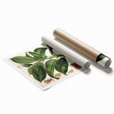 Vintage Botanical Illustration Art – Urostigma elasticum Wall Art