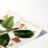 Vintage Botanical Illustration Art – Urostigma elasticum Wall Art