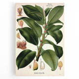 Vintage Botanical Illustration Art – Urostigma elasticum Wall Art