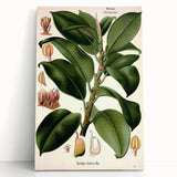 Vintage Botanical Illustration Art – Urostigma elasticum Wall Art