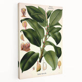 Vintage Botanical Illustration Art – Urostigma elasticum Wall Art