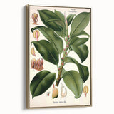 Vintage Botanical Illustration Art – Urostigma elasticum Wall Art