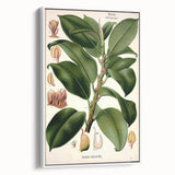 Vintage Botanical Illustration Art – Urostigma elasticum Wall Art