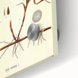 Vintage Botanical Illustration Art – Carex arenaria Wall Art