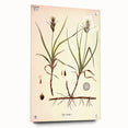 Vintage Botanical Illustration Art – Carex arenaria Wall Art