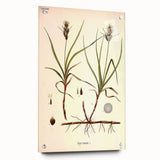 Vintage Botanical Illustration Art – Carex arenaria Wall Art