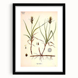 Vintage Botanical Illustration Art – Carex arenaria Wall Art