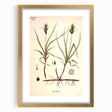 Vintage Botanical Illustration Art – Carex arenaria Wall Art