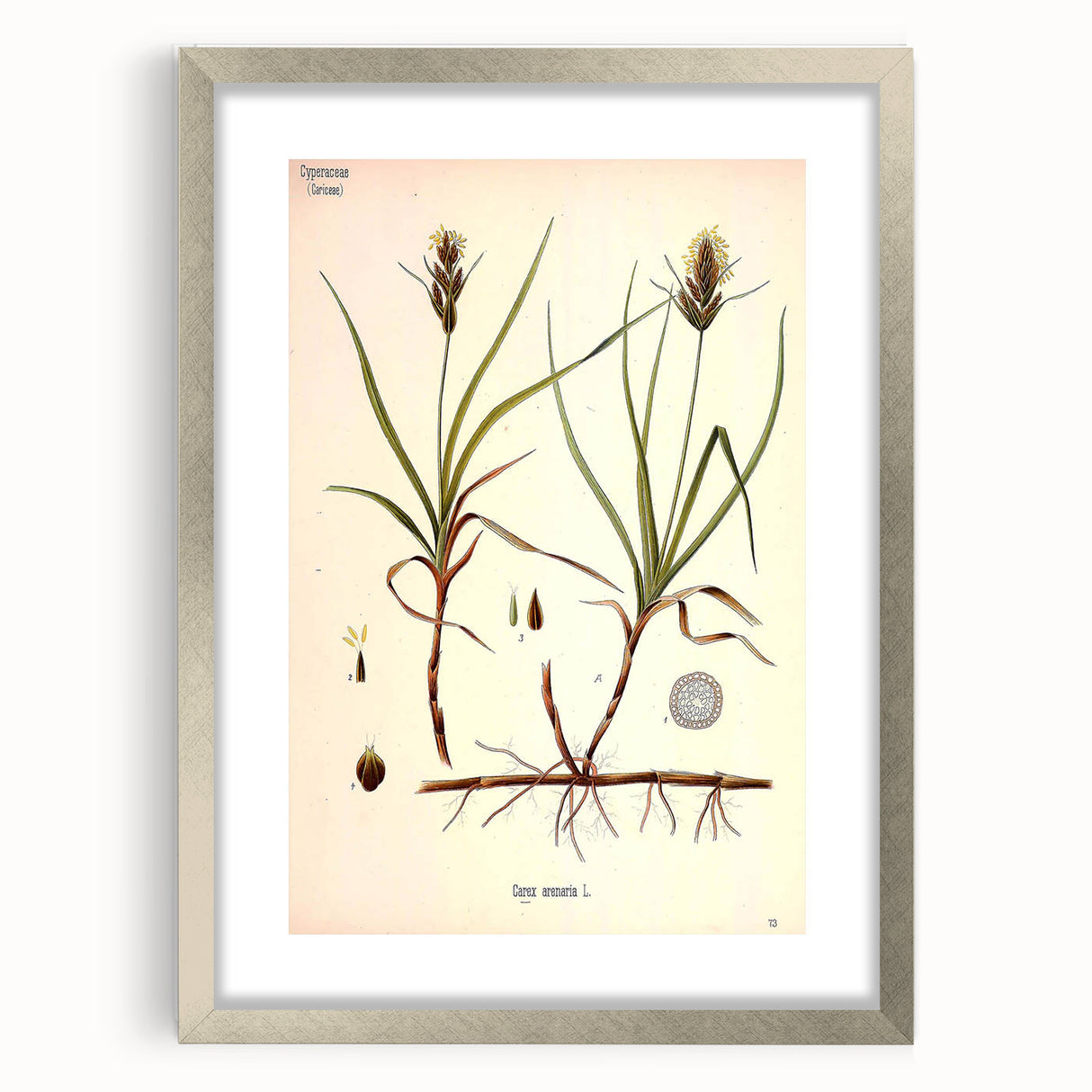 Vintage Botanical Illustration Art – Carex arenaria Wall Art