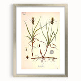 Vintage Botanical Illustration Art – Carex arenaria Wall Art