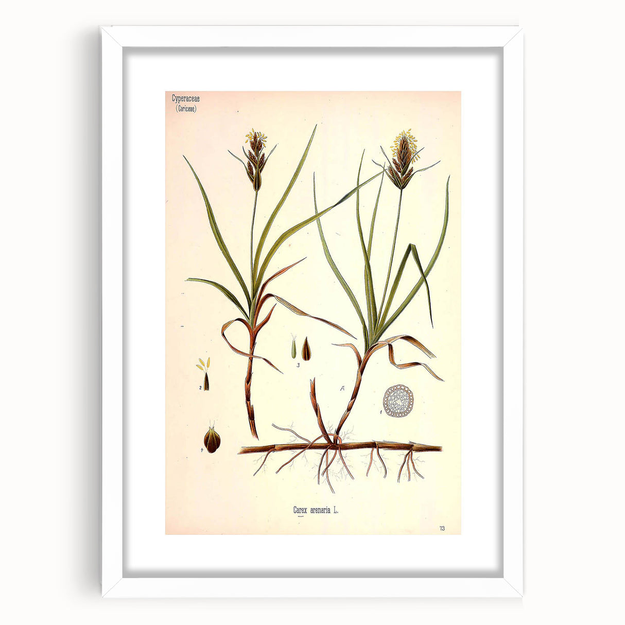 Vintage Botanical Illustration Art – Carex arenaria Wall Art