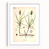 Vintage Botanical Illustration Art – Carex arenaria Wall Art