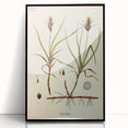 Vintage Botanical Illustration Art – Carex arenaria Wall Art