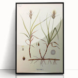 Vintage Botanical Illustration Art – Carex arenaria Wall Art
