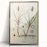 Vintage Botanical Illustration Art – Carex arenaria Wall Art