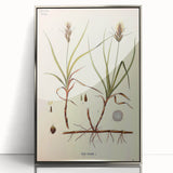 Vintage Botanical Illustration Art – Carex arenaria Wall Art
