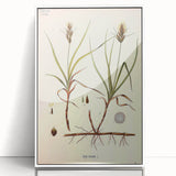 Vintage Botanical Illustration Art – Carex arenaria Wall Art