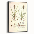 Vintage Botanical Illustration Art – Carex arenaria Wall Art