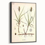 Vintage Botanical Illustration Art – Carex arenaria Wall Art