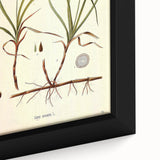 Vintage Botanical Illustration Art – Carex arenaria Wall Art
