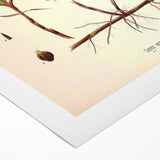 Vintage Botanical Illustration Art – Carex arenaria Wall Art