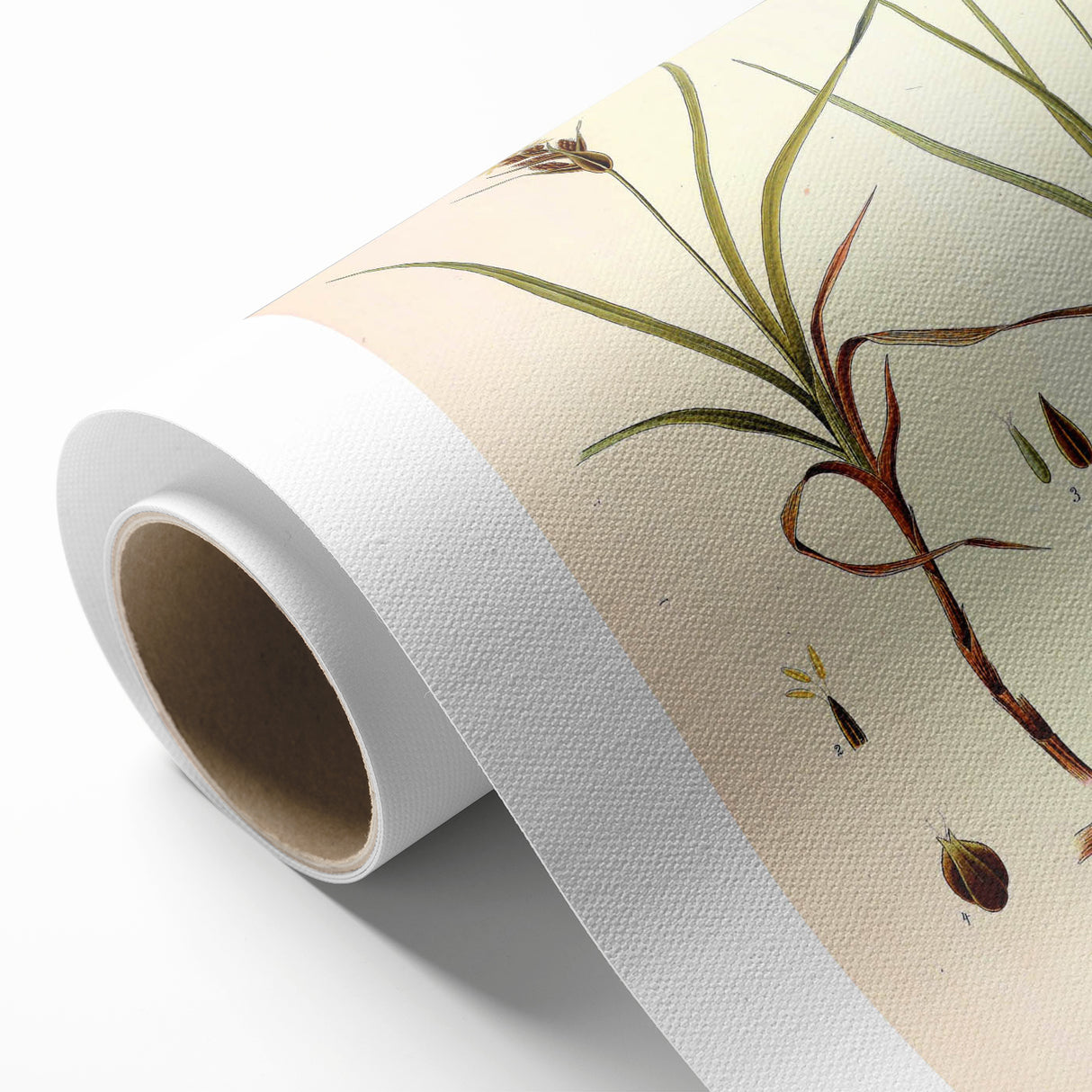 Vintage Botanical Illustration Art – Carex arenaria Wall Art
