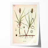 Vintage Botanical Illustration Art – Carex arenaria Wall Art