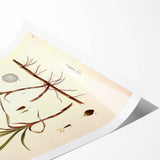 Vintage Botanical Illustration Art – Carex arenaria Wall Art