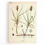 Vintage Botanical Illustration Art – Carex arenaria Wall Art