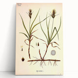 Vintage Botanical Illustration Art – Carex arenaria Wall Art