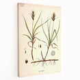 Vintage Botanical Illustration Art – Carex arenaria Wall Art