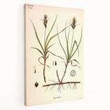 Vintage Botanical Illustration Art – Carex arenaria Wall Art