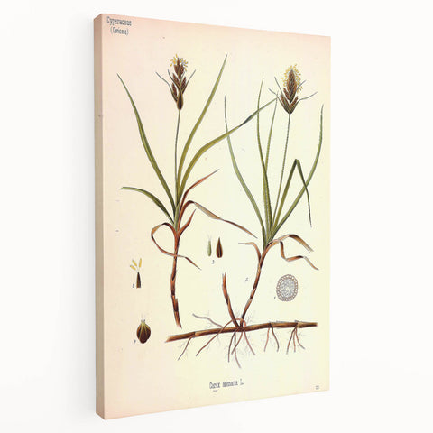 Vintage Botanical Illustration Art – Carex arenaria Wall Art