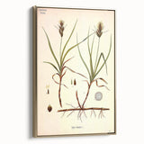 Vintage Botanical Illustration Art – Carex arenaria Wall Art