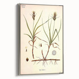 Vintage Botanical Illustration Art – Carex arenaria Wall Art